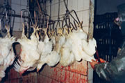 hen slaughterhouse