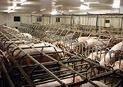 sows in metal stalls
